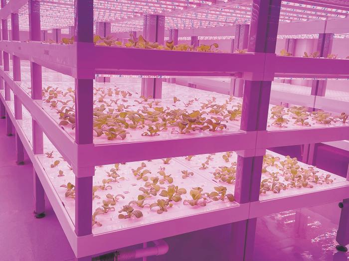 在物美植物工廠里，通過LED燈的照射，蔬菜散發(fā)勃勃生機(jī)。受訪者供圖